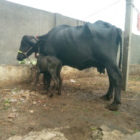 ભેસ