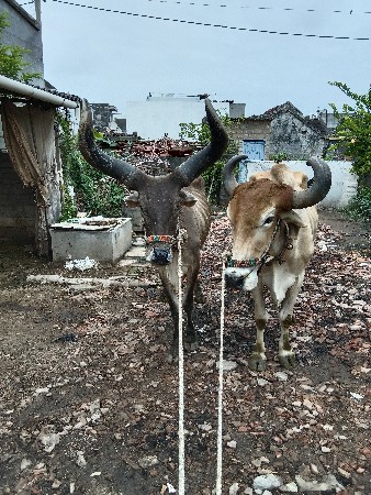 બરદવેચવાનાછે