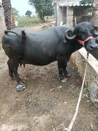 જાફરાબાદી ભેંસ વેચવાની છે