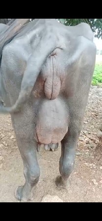 પેલુ વેતર ખડેલી વેચવાની છે