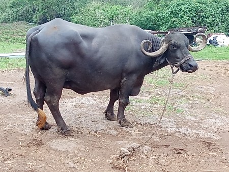 એક ખડેલૂછે પેલૂવેતરનૂ