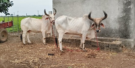 વેચવા ના છે