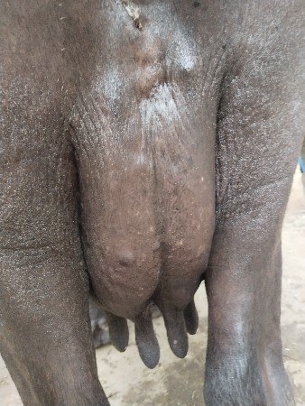 ભેંસ વેચવાની છે