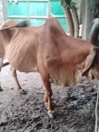 આઠમો મહિનો ગાભણી ગાય વેચવાની છે