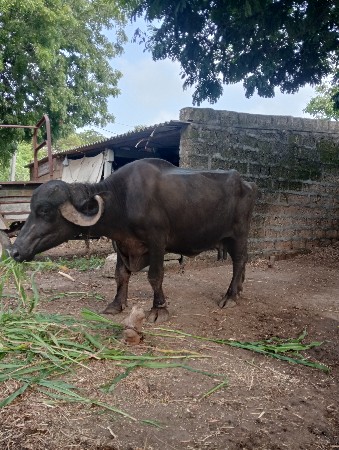 ભેંસ વેચવાની છે
