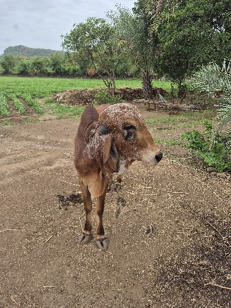 bull