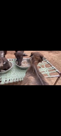 સાર પાડી સાથે આપવાની સે