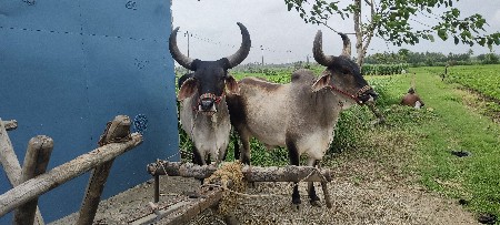 બીજી ઘરમાં છે.6 દાંતે