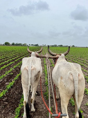 2ધાર ના છે