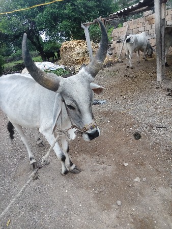 ક્છીડો વાછડો,