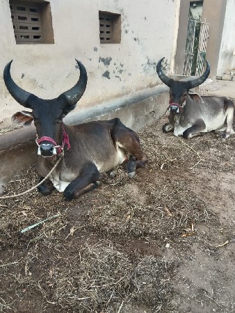 ગોધલા વેચવાના છે