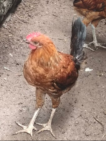 વેચવાના છે.