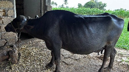 ભેંસ વેચવાની છે