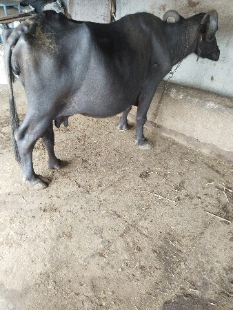 ભેંસ વેચવાની છે 15 દિવસની કાશી સાડા