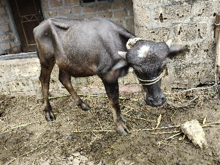 જાફરાબાદી પાડીયુ વેચવાની છે.