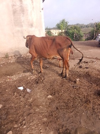 હોડકી વેચવાની છે