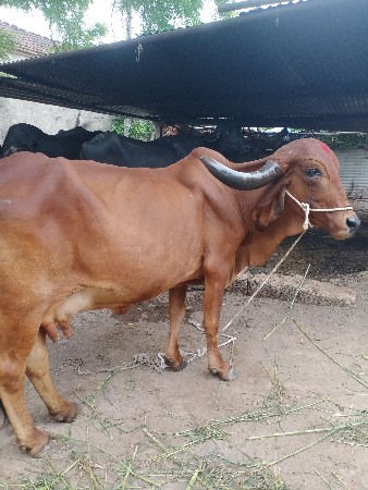 આ ગાય વેચવાની છે