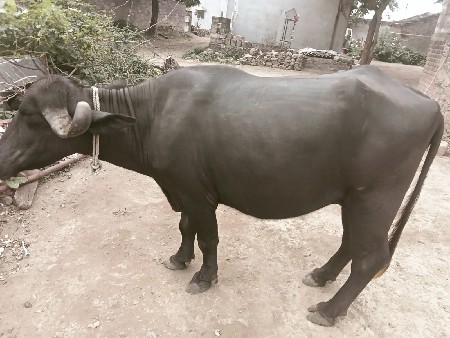 આ ભેંસ વેચવાની છે