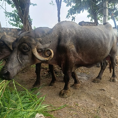 ભેંસ વેચવાની છે