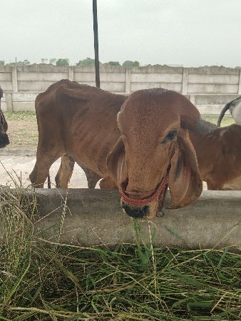 ગીર હોડકી ગાય વેચવા ની છે