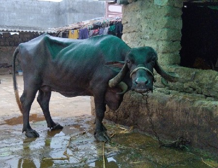 ભેંસ વેચવાની છે...