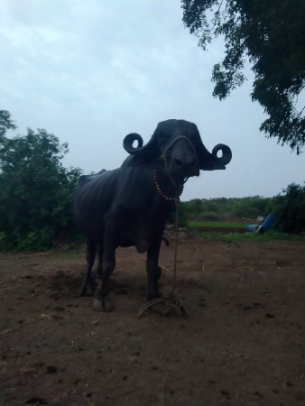 ભેસ વેચવાની છે