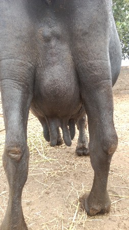 વેચવાની