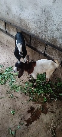bakari devani che 2 bacha sathe