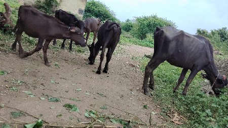 પાડી વેસવાની સે