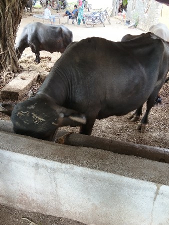 ભેશવેશવાની