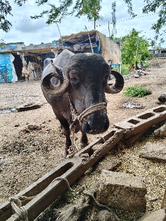 ભેસ.   વેચવાની.    છે