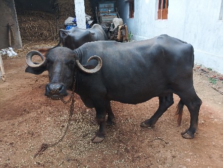 veshva ni chhe