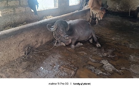 ભેસવેચવાની