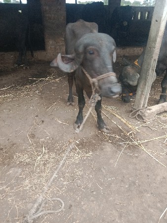 દ્વારકા જિલ્લો તાલુકો ખંભાળિયા
