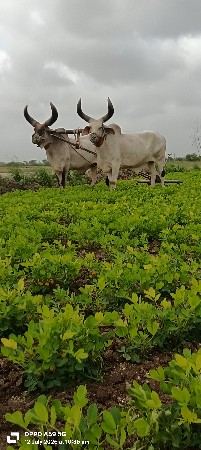 2 વાવણી વાવેલા