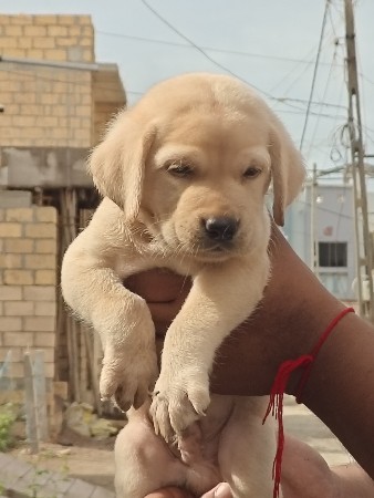 Labrador male