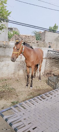 ઘોડી વેચવાની છે સધી