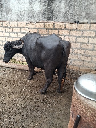 ભેંસ  વેચવાની છે.