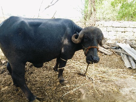 ભેંસ ખડેલી