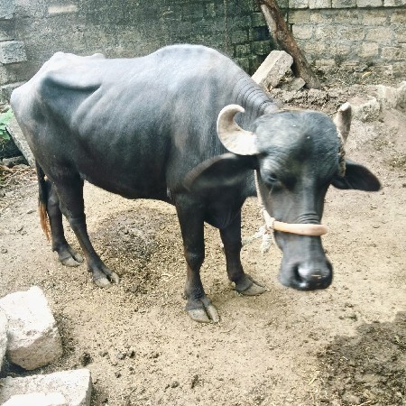 2ખડેલા વેચવાના છે