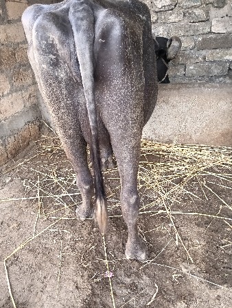 જયરાજભાઇ માંકડ 6352237745