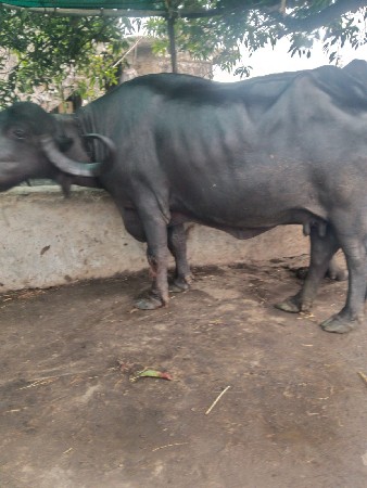 ભેંસ વેચવાની છે
