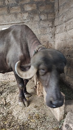 ભેસ વહેચવાની છે