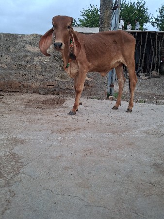 ગીર વાશડી