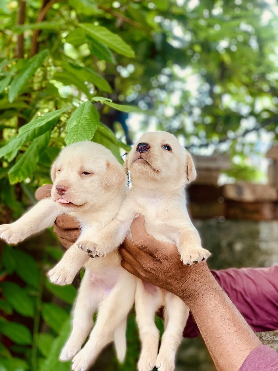 મેલ લેબ્રાડોર પપી આપવાના સે