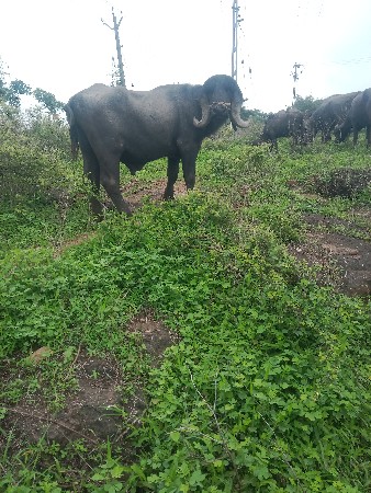 પાડો
