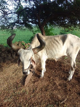બળદ વેશવાનો છે.