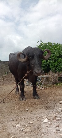 ભેંસ વેચવાની છે