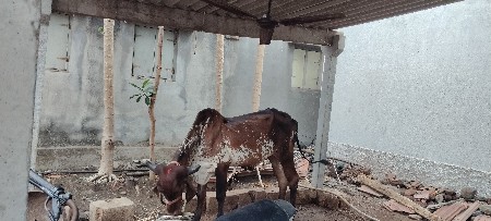 હોડકીશે  મફતમા દેવાનીશે