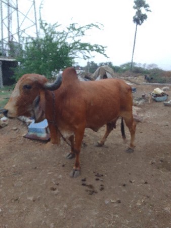 ગીર ગાય વેચવાની છે